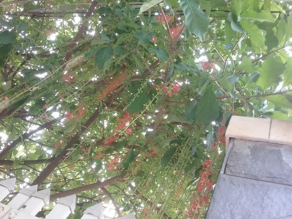 Nha Minh Homestay Đà Nẵng Extérieur photo
